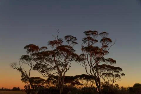 Sunset trees Stock Photos