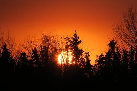 Sunset with trees Stock Photos