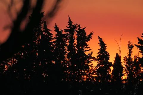 Sunset with trees Stock Photos