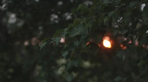 Sunset. Trees. Sun rays Stock Footage 65566945