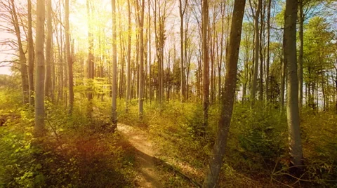 Sunset trees. woods. trees. plants nature background. summertime. aerial view Stock Footage 38237877