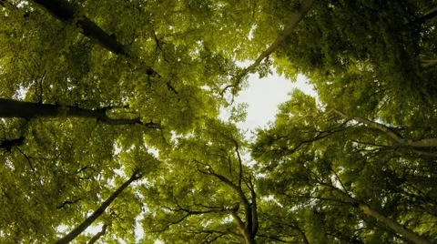 Sunset trees. woods. trees. plants nature background. summertime. aerial view Stock-Footage 64539037