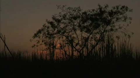 Sunset trees1 Stock Footage 624029