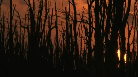 Sunset trees1 Video stock 624072