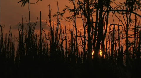 Sunset trees1 Stock Footage 624100