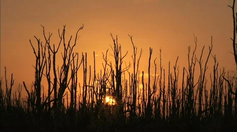 Sunset trees1 Stock Footage 624117