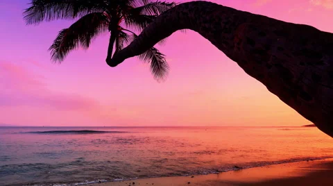 Sunset on Tropical Beach, Pink Sunset and Palm Silhouette on Ocean Stock Footage