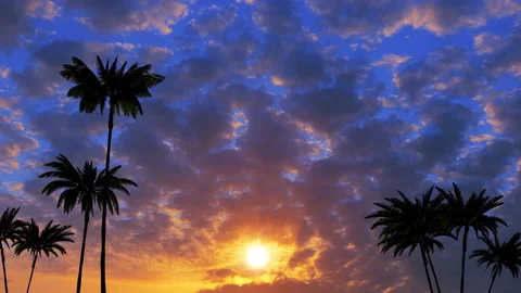 Sunset in a tropical, palm forest Stock Footage 90271312