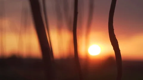 Sunset trough the cane in ukrainian village with camera tracking Stockbeeldmateriaal 90548853