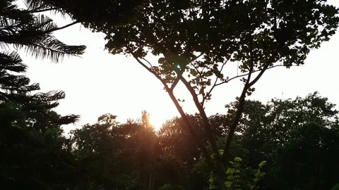 Sunset Trough Forest Trees Stock Footage 126932412