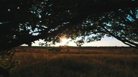 Sunset trough leaves of old oak with heath tracking Stock Footage 58934841