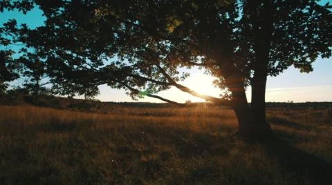 Sunset trough leaves of old oak with heath flying over branch Stock Footage 58935125