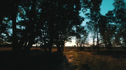 Sunset trough leaves of old oak with heath golden glow and blue sky Stock Footage 58935152