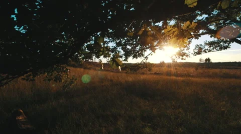 Sunset trough leaves of old oak with heath in golden glow Stock Footage 58935187
