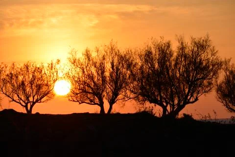 Sunset trough olive trees Stock Photos