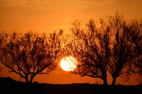 Sunset trough olive trees Stock Photos