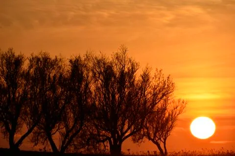 Sunset trough olive trees Фото