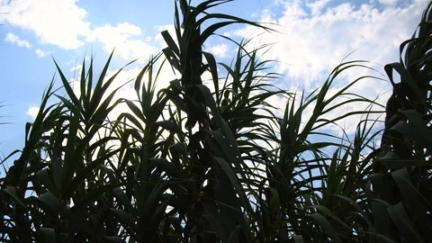 Sunset trough reed grass Stock Footage 93345586