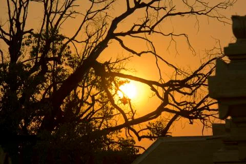 Sunset trough the tree branches Stock Photos
