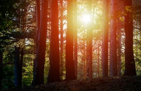 Sunset trough the trees in forest Stock Photos