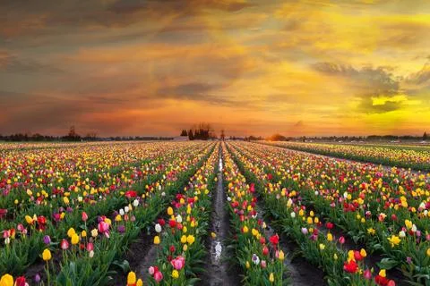 Sunset at Tulip Fields in Bloom springtime in Oregon Fotos Stock