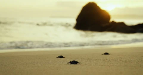 SUNSET TURTLES CRAWLING Stock Footage 246846221