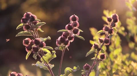 Sunset Twilight Glow - Spring Plants 動画素材 53222812