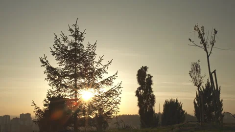 Sunset to Twilight Time Lapse with Silhouetted Trees and City Skyline – 4K Stock Footage 320494288