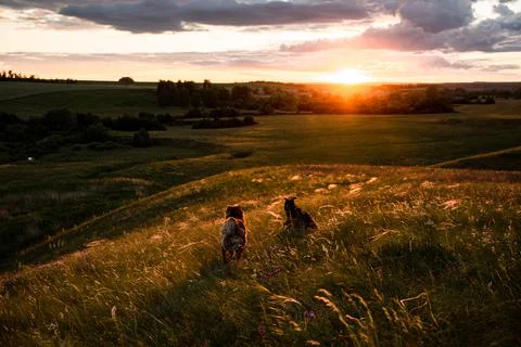 Sunset. Two dogs run down the hill. The grass is beautifully illuminated by t Stock Photos