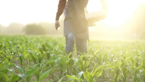 At sunset, two farmers are walking along the field. . Slow motion Stock Footage 76909028
