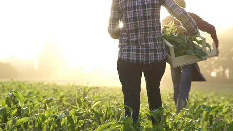 At sunset, two farmers are walking along the field. . Slow motion Video stock 77569595