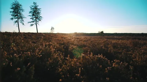 Sunset with two pine trees Stock Footage 58934793