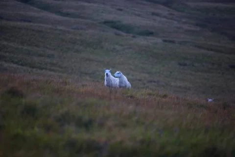 Sunset two sheep  Stock Photos