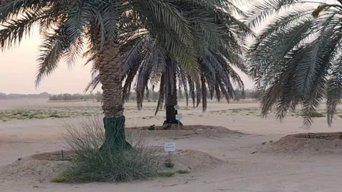 Sunset under the palm trees Stock Footage 195991329