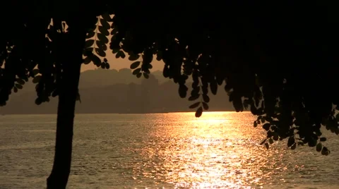 Sunset Under Tree Leafs Stock Footage 46222561