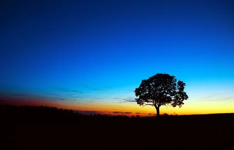 Sunset under the tree. Nature background. Stock Photos