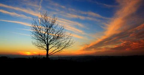 Sunset under the tree. Stock Photos