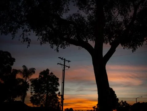 Sunset Under Tree Stock Photos