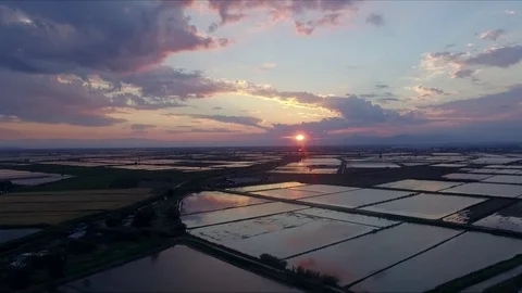 Sunset upon fields with rice Video stock 91559262