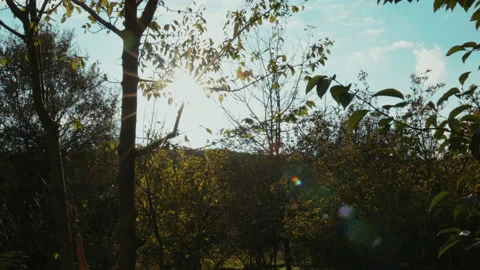 Sunset upon the hills in forest, sun flare through trees and leaves Stock Footage 145432884