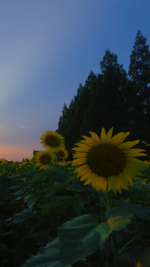 Sunset vertical sunflower field at Akebonoyama Park Kashiwa Chiba Japan Stock Footage 342228554