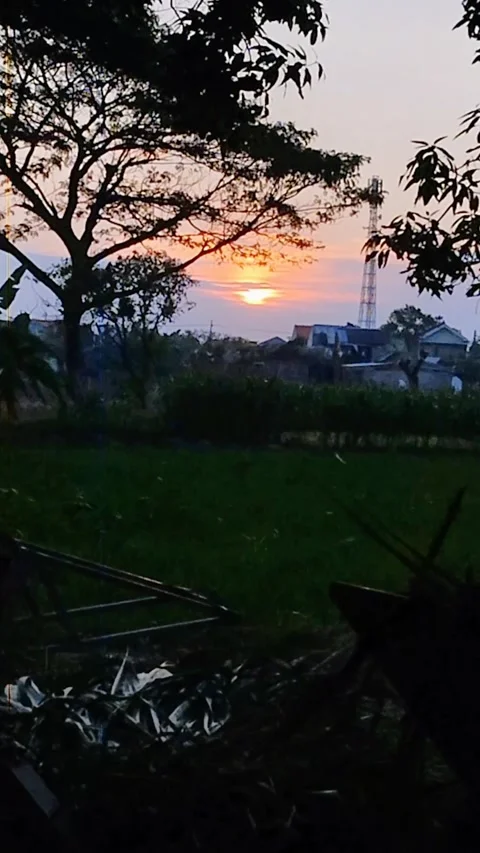 Sunset video in rice fields Stock Footage 277474220