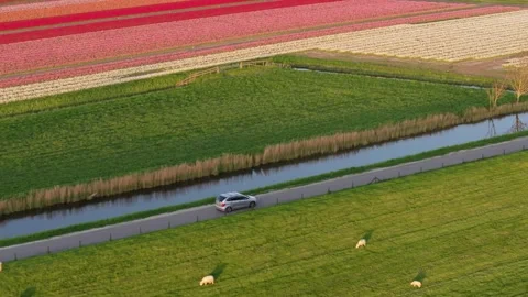 Sunset view from above of tulip rows and vehicle on Dutch road Stock Footage 313157581