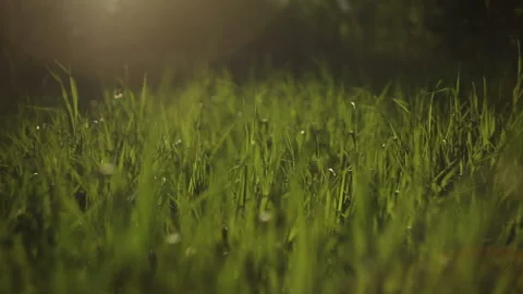 Sunset view against green cane moving on wind with flashes and yellow rays. Stock Footage 94650630