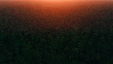 Sunset view in the amazon forest and endless trees. Stock Footage 235851424
