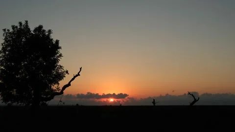 Sunset view and tree silhouette in summer at Botswana / South Africa. Stock Footage 137803732