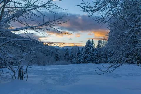 Sunset view from a beautiful snowy Forest in mountain Stock Photos