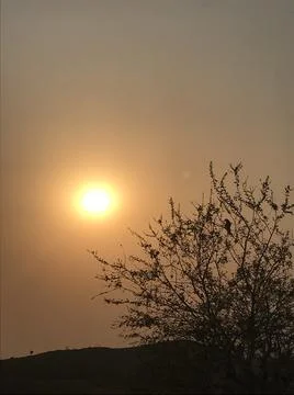 Sunset view beside the tree Stock Photos