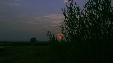 Sunset view between green plant at violet sky background in indian forest sit Stock Footage 166612254