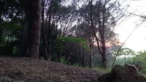 Sunset View Between Trees Stock Footage 158454230